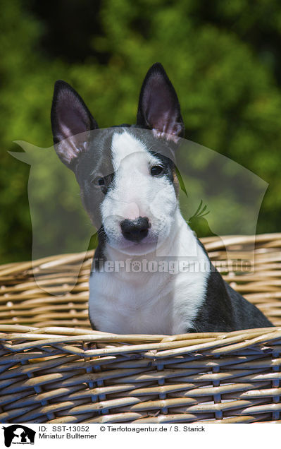 Miniatur Bullterrier / SST-13052