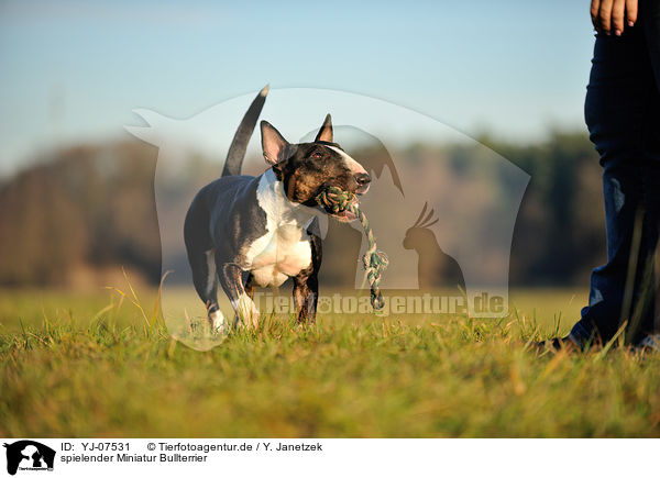 spielender Miniatur Bullterrier / playing Miniature Bullterrier / YJ-07531