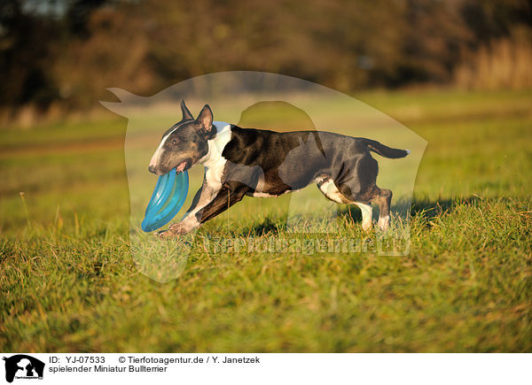 spielender Miniatur Bullterrier / playing Miniature Bullterrier / YJ-07533