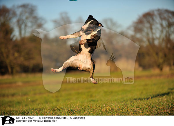 springender Miniatur Bullterrier / YJ-07534