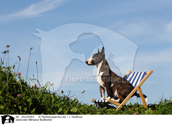 sitzender Miniatur Bullterrier / sitting Miniature Bullterrier / JH-20453