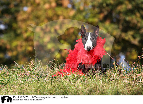 sitzender Miniatur Bullterrier / sitting Miniature Bullterrier / JH-20470