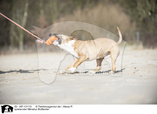 spielender Miniatur Bullterrier / playing Miniature Bullterrier / AP-13110