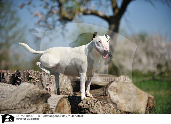 Miniatur Bullterrier / YJ-10537