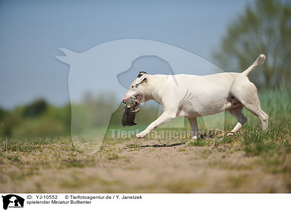 spielender Miniatur Bullterrier / playing Miniature Bull Terrier / YJ-10552