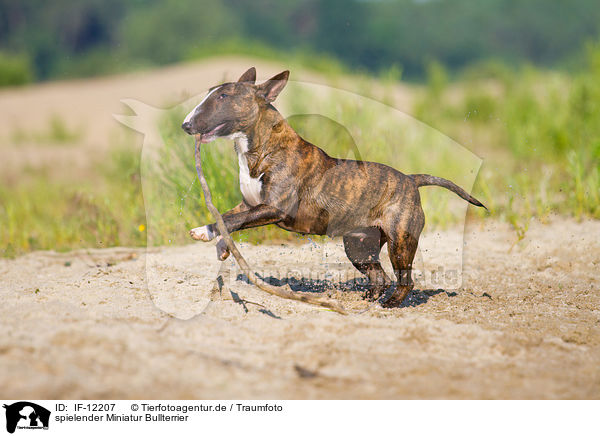 spielender Miniatur Bullterrier / playing Miniature Bull Terrier / IF-12207
