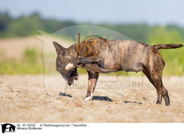 Miniatur Bullterrier / Miniature Bull Terrier / IF-12222
