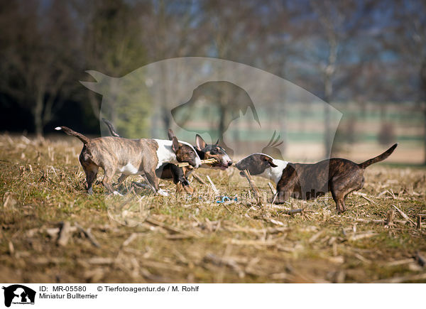 Miniatur Bullterrier / Miniature Bull Terrier / MR-05580