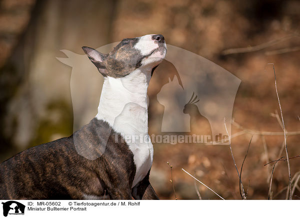 Miniatur Bullterrier Portrait / Miniature Bull Terrier Portrait / MR-05602
