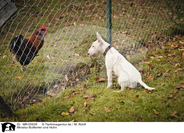 Miniatur Bullterrier und Huhn / MR-05626