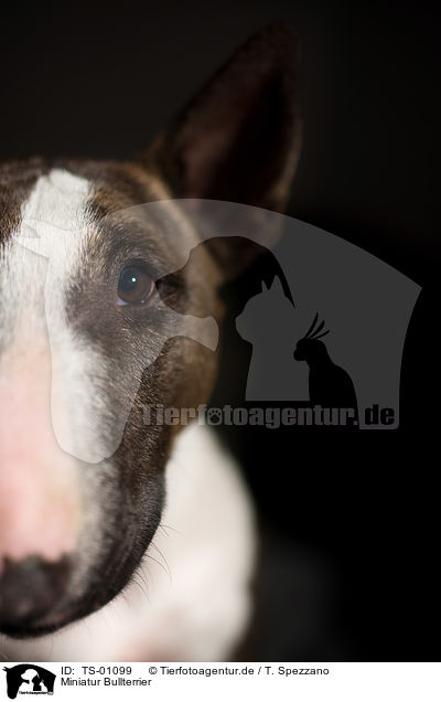 Miniatur Bullterrier / Miniature Bullterrier / TS-01099