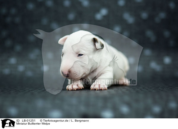 Miniatur Bullterrier Welpe / Miniature Bull Terrier Puppy / LB-01251