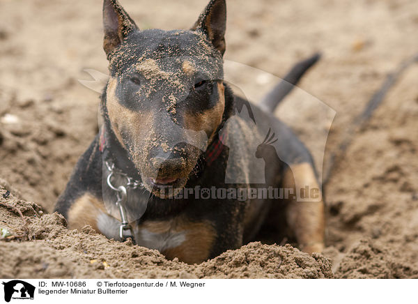 liegender Miniatur Bullterrier / MW-10686