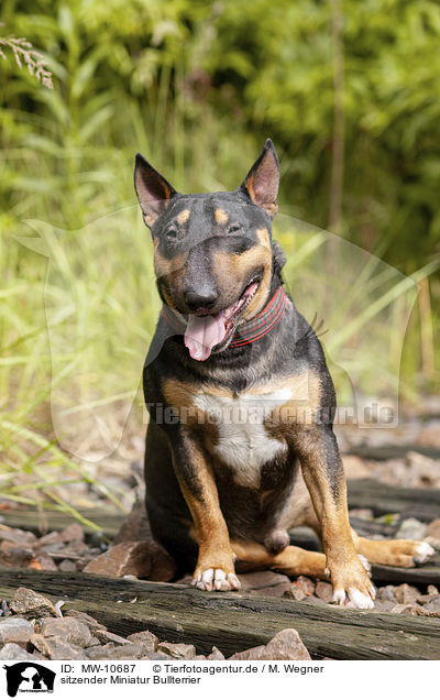 sitzender Miniatur Bullterrier / sitting Miniature Bullterrier / MW-10687