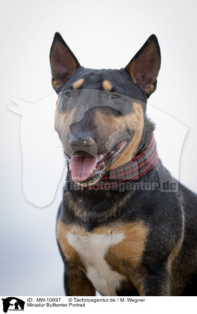 Miniatur Bullterrier Portrait / Miniature Bullterrier Portrait / MW-10697