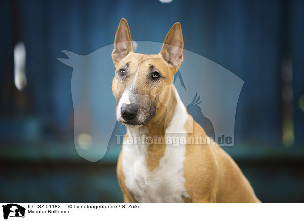Miniatur Bullterrier / Miniature Bullterrier / SZ-01182