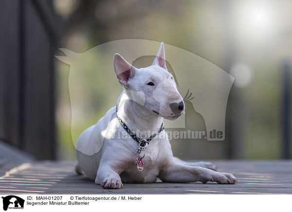 liegender Miniatur Bullterrier / lying Miniatur Bullterrier / MAH-01207