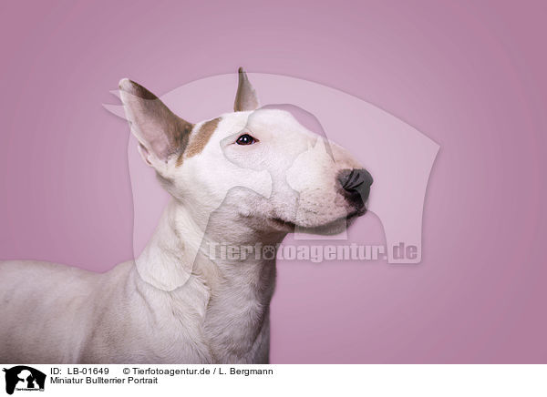 Miniatur Bullterrier Portrait / Miniature Bull Terrier portrait / LB-01649