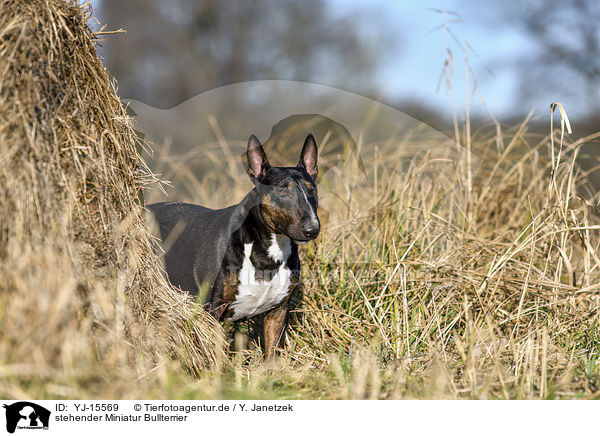 stehender Miniatur Bullterrier / standing Miniature Bull Terrier / YJ-15569