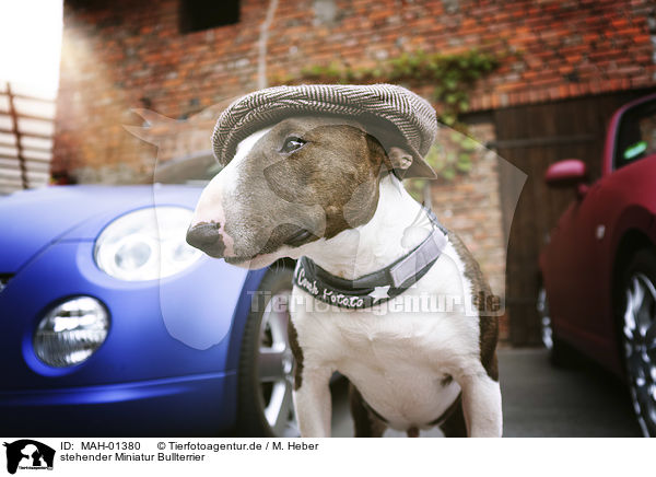 stehender Miniatur Bullterrier / standing Miniature Bull Terrier / MAH-01380