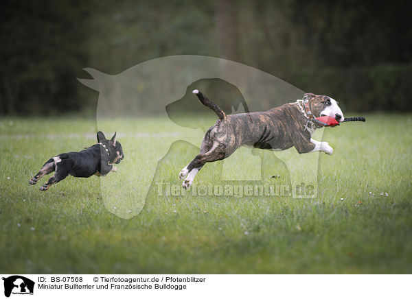 Miniatur Bullterrier und Franzsische Bulldogge / BS-07568