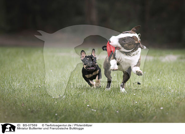 Miniatur Bullterrier und Franzsische Bulldogge / Miniature Bull Terrier and French Bulldog / BS-07569