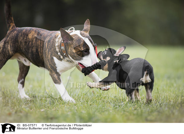 Miniatur Bullterrier und Franzsische Bulldogge / BS-07571