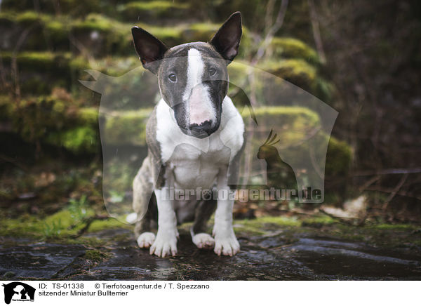 sitzender Miniatur Bullterrier / sitting Miniature Bull Terrier / TS-01338