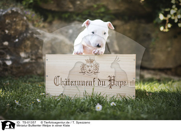 Miniatur Bullterrier Welpe in einer Kiste / Miniature Bull Terrier Puppy in a box / TS-01357