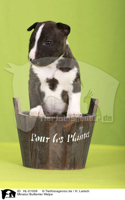Miniatur Bullterrier Welpe / Miniature Bull Terrier Puppy / HL-01008