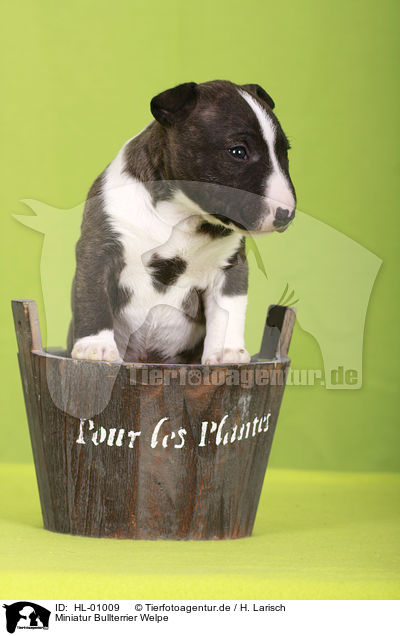 Miniatur Bullterrier Welpe / Miniature Bull Terrier Puppy / HL-01009