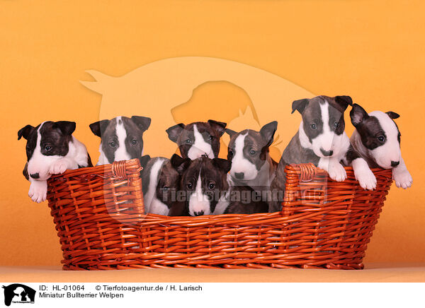 Miniatur Bullterrier Welpen / Miniature Bull Terrier Puppies / HL-01064