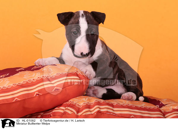Miniatur Bullterrier Welpe / Miniature Bull Terrier Puppy / HL-01082