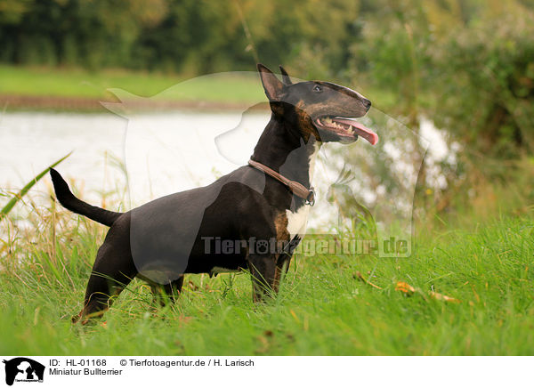 Miniatur Bullterrier / Miniature Bull Terrier / HL-01168