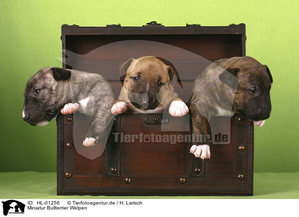 Miniatur Bullterrier Welpen / Miniature Bull Terrier Puppies / HL-01256