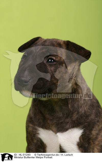 Miniatur Bullterrier Welpe Portrait / Miniature Bull Terrier Puppy Portrait / HL-01280