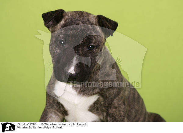 Miniatur Bullterrier Welpe Portrait / Miniature Bull Terrier Puppy Portrait / HL-01291