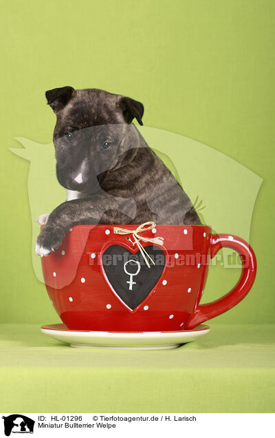 Miniatur Bullterrier Welpe / Miniature Bull Terrier Puppy / HL-01296