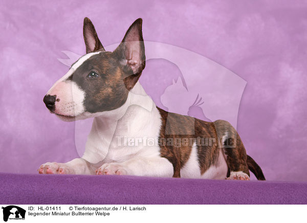 liegender Miniatur Bullterrier Welpe / lying Miniature Bull Terrier Puppy / HL-01411