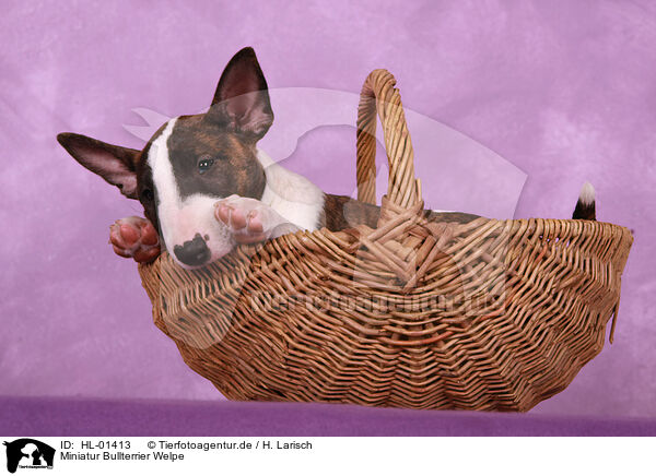 Miniatur Bullterrier Welpe / Miniature Bull Terrier Puppy / HL-01413