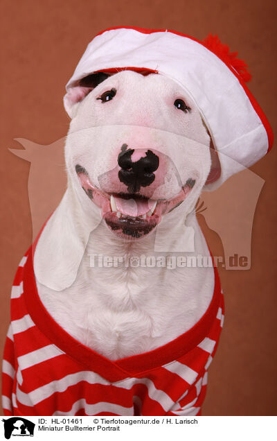 Miniatur Bullterrier Portrait / HL-01461