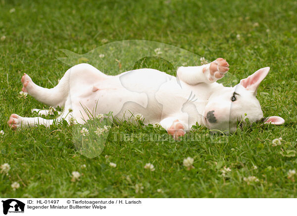 liegender Miniatur Bullterrier Welpe / HL-01497