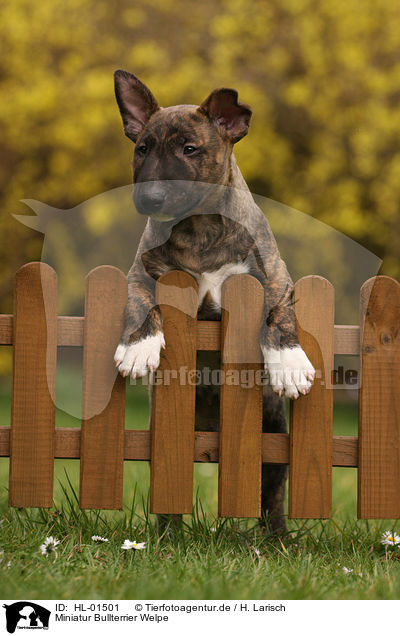 Miniatur Bullterrier Welpe / Miniature Bull Terrier Puppy / HL-01501