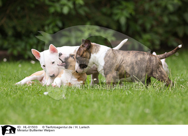 Miniatur Bullterrier Welpen / Miniature Bull Terrier Puppies / HL-01503