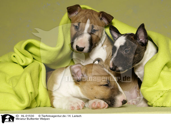 Miniatur Bullterrier Welpen / Miniature Bull Terrier Puppies / HL-01530