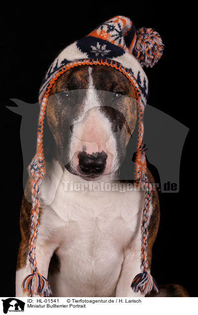 Miniatur Bullterrier Portrait / HL-01541