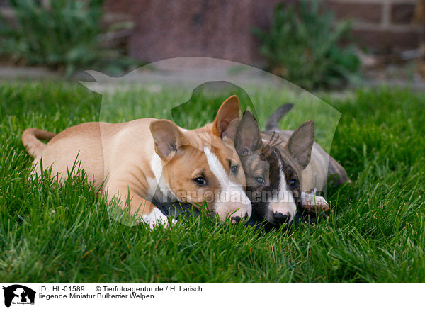 liegende Miniatur Bullterrier Welpen / lying Miniature Bull Terrier Puppies / HL-01589