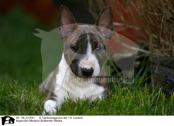liegender Miniatur Bullterrier Welpe / lying Miniature Bull Terrier Puppy / HL-01591