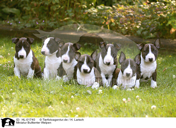 Miniatur Bullterrier Welpen / HL-01740