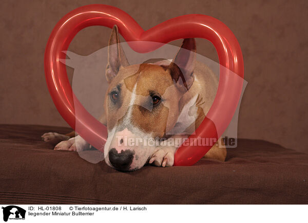 liegender Miniatur Bullterrier / HL-01808